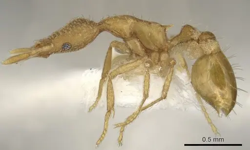 Strumigenys exunca specimen CASENT0900078 image casent0900078_3