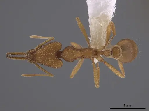 Strumigenys fairchildi specimen CASENT0653708 image casent0653708_1