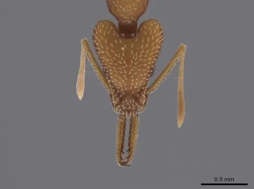 Strumigenys fairchildi specimen CASENT0653708 image casent0653708_2