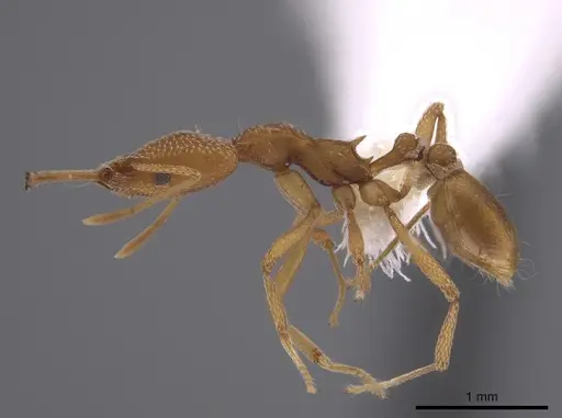 Strumigenys fairchildi specimen CASENT0653708 image casent0653708_3