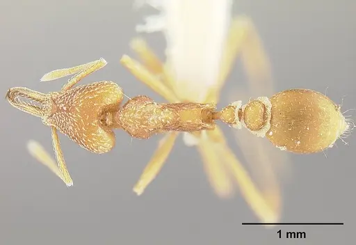 Strumigenys fairchildi specimen INBIOCRI001284019 image inbiocri001284019_1