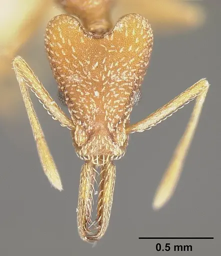 Strumigenys fairchildi specimen INBIOCRI001284019 image inbiocri001284019_2
