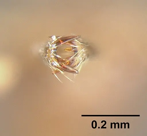 Strumigenys fairchildi specimen INBIOCRI001284019 image inbiocri001284019_3