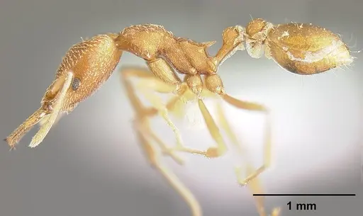 Strumigenys fairchildi specimen INBIOCRI001284019 image inbiocri001284019_4