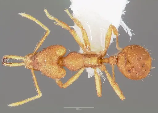 Strumigenys fanano specimen CASENT0005535 image casent0005535_1