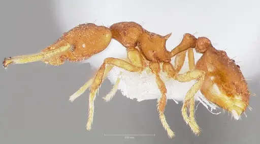 Strumigenys fanano specimen CASENT0005535 image casent0005535_3