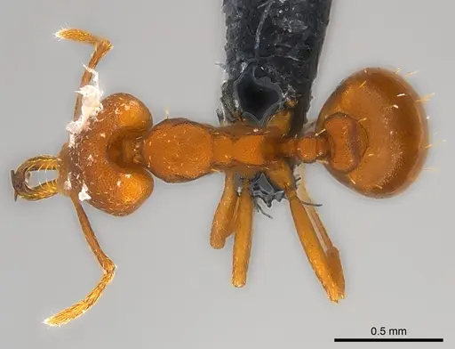 Strumigenys fanano specimen CASENT0157729 image casent0157729_1