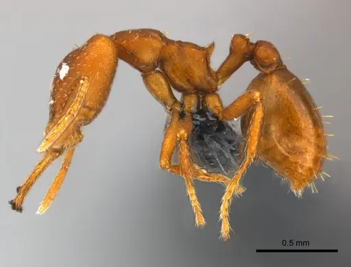 Strumigenys fanano specimen CASENT0157729 image casent0157729_3