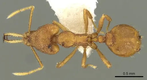 Strumigenys fanano specimen CASENT0900700 image casent0900700_1