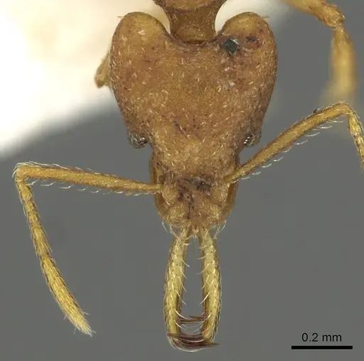 Strumigenys fanano specimen CASENT0900700 image casent0900700_2