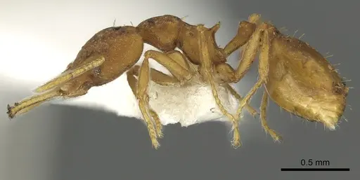 Strumigenys fanano specimen CASENT0900700 image casent0900700_3