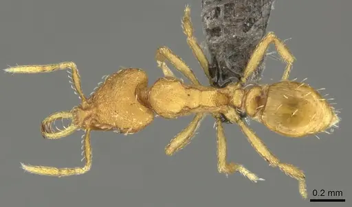 Strumigenys faurei specimen CASENT0235719 image casent0235719_1