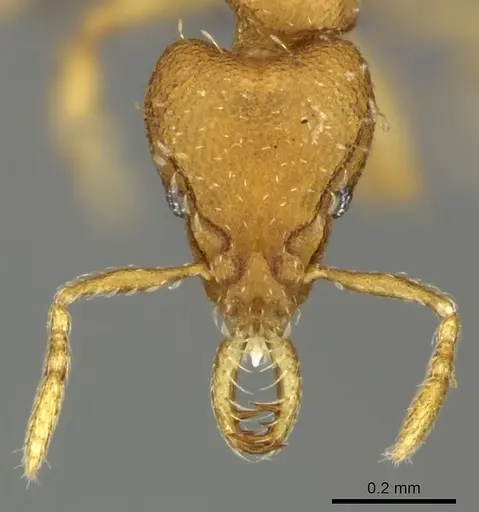 Strumigenys faurei specimen CASENT0235719 image casent0235719_2
