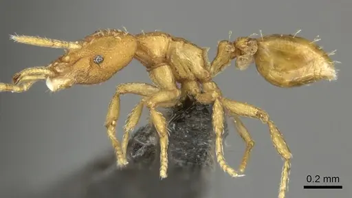 Strumigenys faurei specimen CASENT0235719 image casent0235719_3