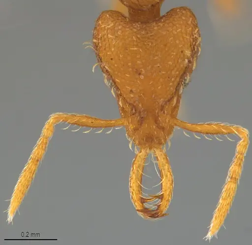 Strumigenys faurei specimen CASENT0782434 image casent0782434_2