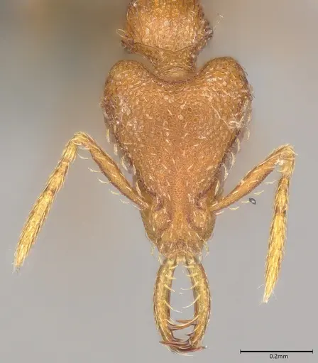 Strumigenys faurei specimen CASENT0786243 image casent0786243_1