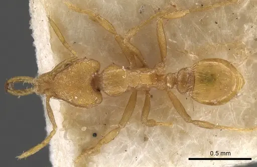 Strumigenys faurei specimen CASENT0900599 image casent0900599_1