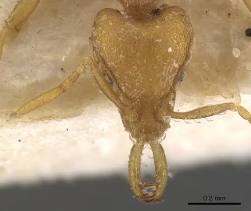 Strumigenys faurei specimen CASENT0900599 image casent0900599_2