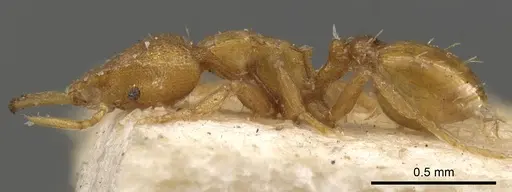 Strumigenys faurei specimen CASENT0900599 image casent0900599_3