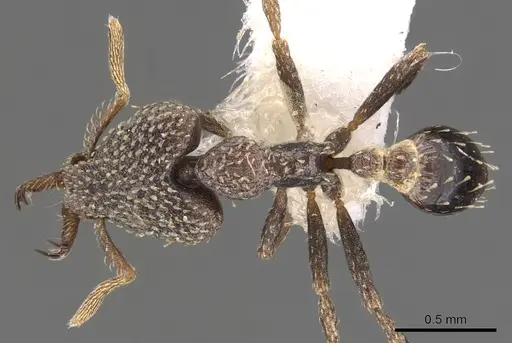 Strumigenys faurei specimen CASENT0900783 image casent0900783_1