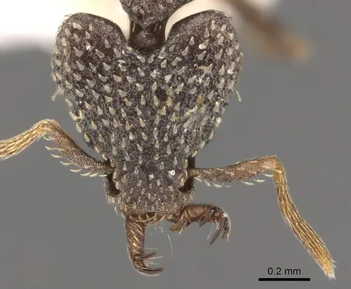 Strumigenys faurei specimen CASENT0900783 image casent0900783_2