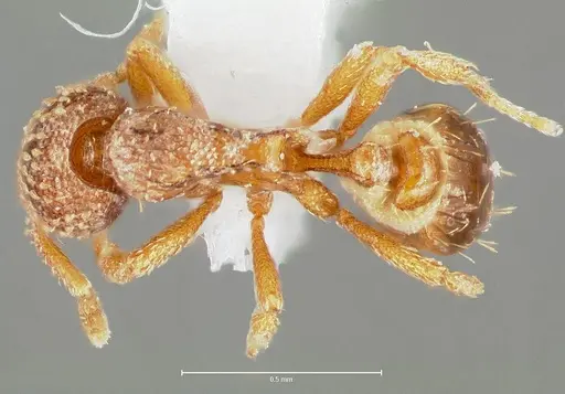 Strumigenys fautrix specimen CASENT0005991 image casent0005991_1