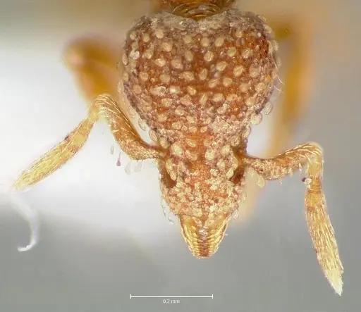 Strumigenys fautrix specimen CASENT0005991 image casent0005991_3