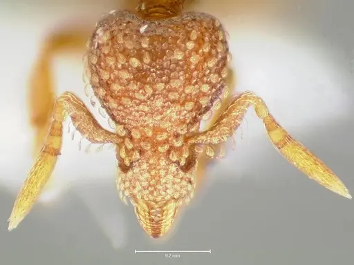 Strumigenys fautrix specimen CASENT0005991 image casent0005991_4