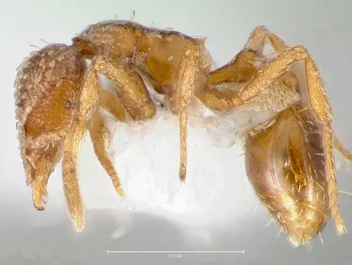 Strumigenys fautrix specimen CASENT0005991 image casent0005991_5