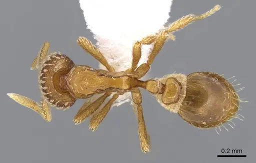 Strumigenys fautrix specimen CASENT0006009 image casent0006009_1