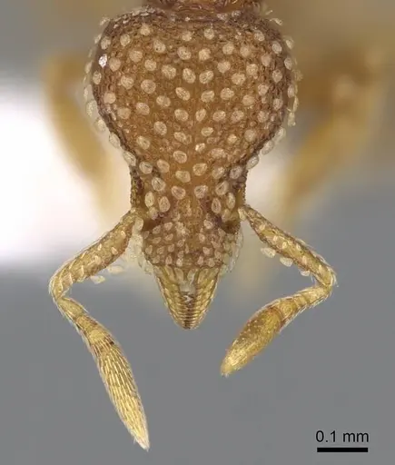 Strumigenys fautrix specimen CASENT0006009 image casent0006009_2