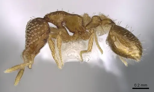 Strumigenys fautrix specimen CASENT0006009 image casent0006009_3