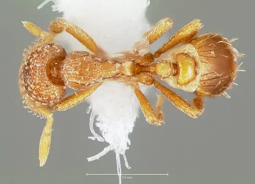 Strumigenys fautrix specimen CASENT0006028 image casent0006028_1