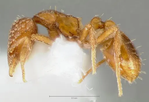 Strumigenys fautrix specimen CASENT0006028 image casent0006028_3