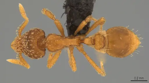 Strumigenys fautrix specimen CASENT0017434 image casent0017434_1