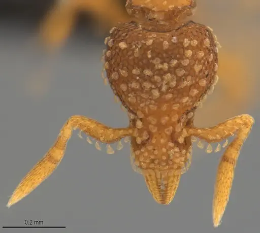 Strumigenys fautrix specimen CASENT0017434 image casent0017434_2
