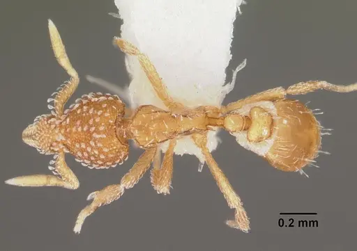 Strumigenys fautrix specimen CASENT0102258 image casent0102258_1