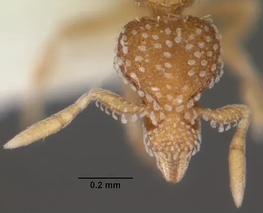 Strumigenys fautrix specimen CASENT0102258 image casent0102258_2