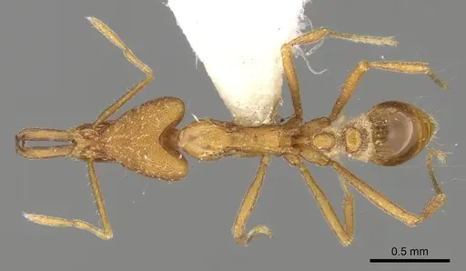 Strumigenys feae specimen CASENT0280747 image casent0280747_1