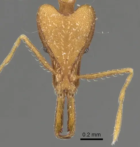 Strumigenys feae specimen CASENT0280747 image casent0280747_2