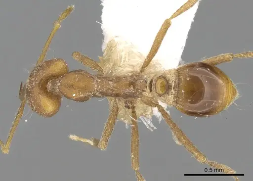 Strumigenys feae specimen CASENT0280748 image casent0280748_1
