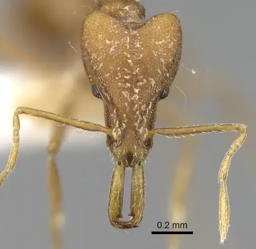 Strumigenys feae specimen CASENT0280748 image casent0280748_2