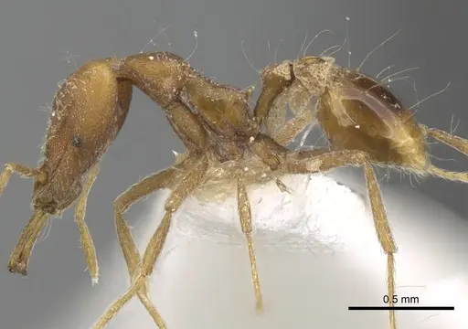 Strumigenys feae specimen CASENT0280748 image casent0280748_3