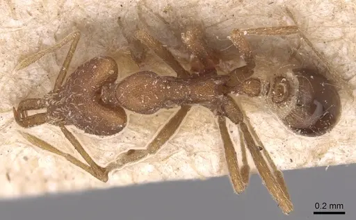 Strumigenys feae specimen CASENT0904951 image casent0904951_1