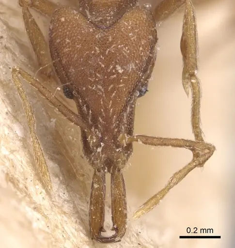 Strumigenys feae specimen CASENT0904951 image casent0904951_2