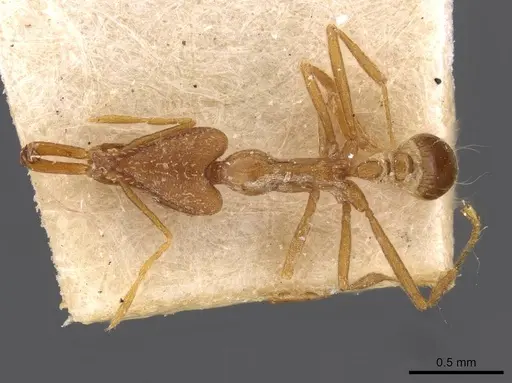 Strumigenys feae specimen CASENT0909309 image casent0909309_1