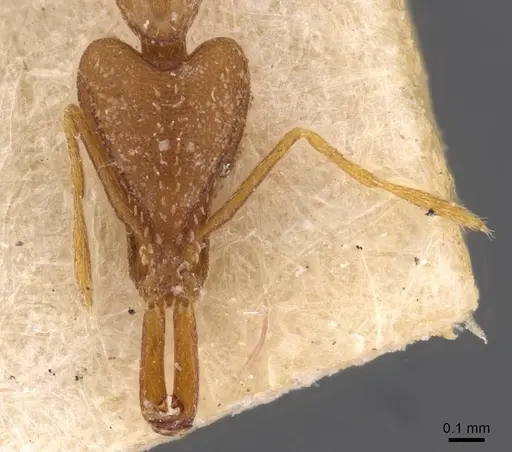 Strumigenys feae specimen CASENT0909309 image casent0909309_2