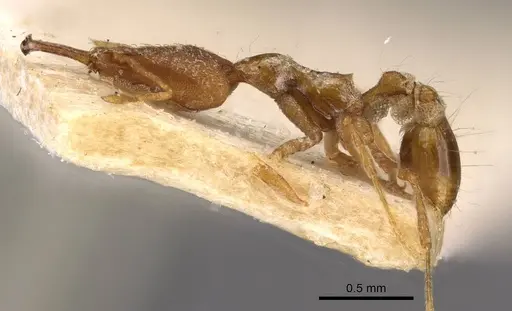 Strumigenys feae specimen CASENT0909309 image casent0909309_3