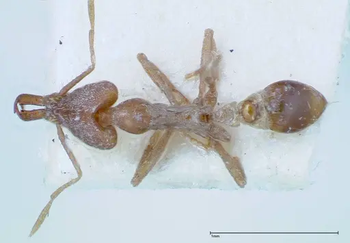 Strumigenys feae specimen FOCOL0188 image focol0188_1