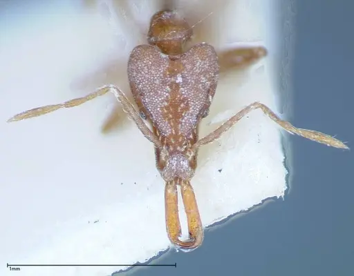 Strumigenys feae specimen FOCOL0188 image focol0188_2